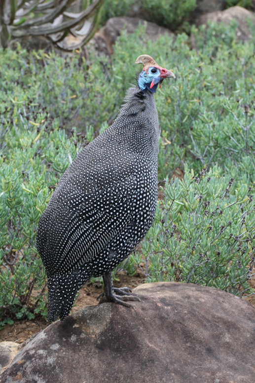 Guinea fowl